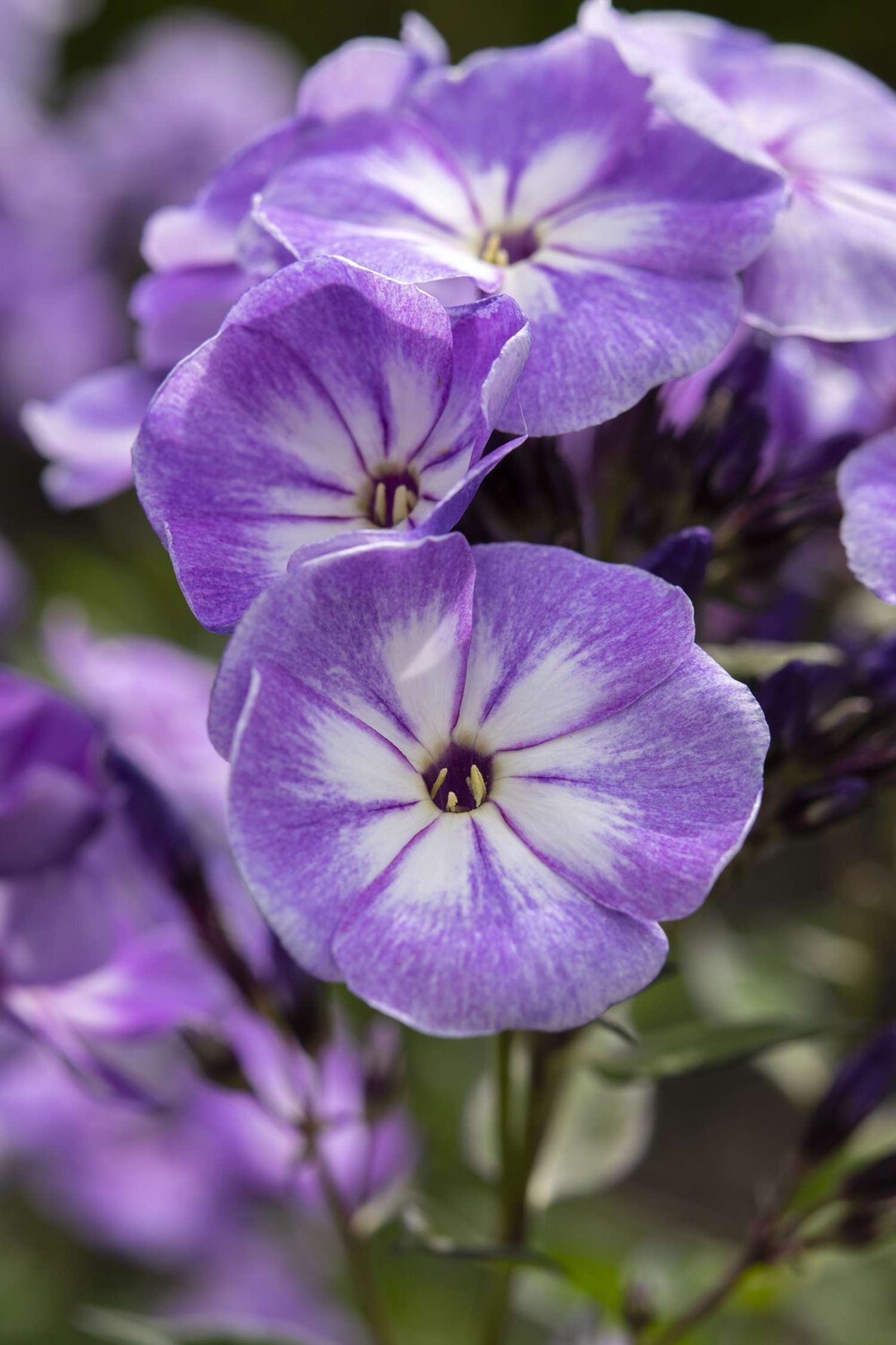 Flammenblume ‘Younique Old Blue’